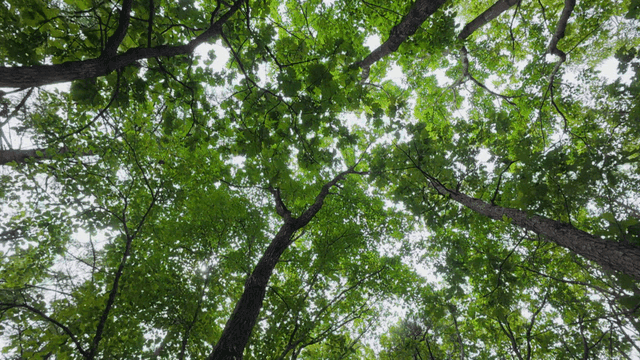 땅에서 올려다본 햇살 비추는 푸른 잎이 우거진 숲