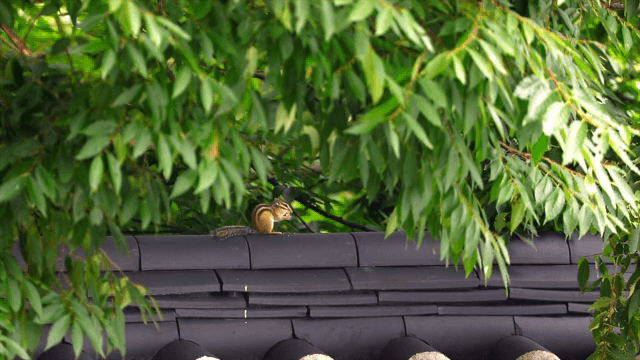 Chipmunk eating on a rooftop under leaves