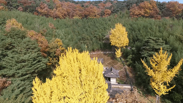 가을 나무로 둘러싸인 전통 한옥