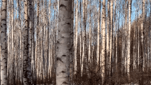 Quiet birch forest in winter
