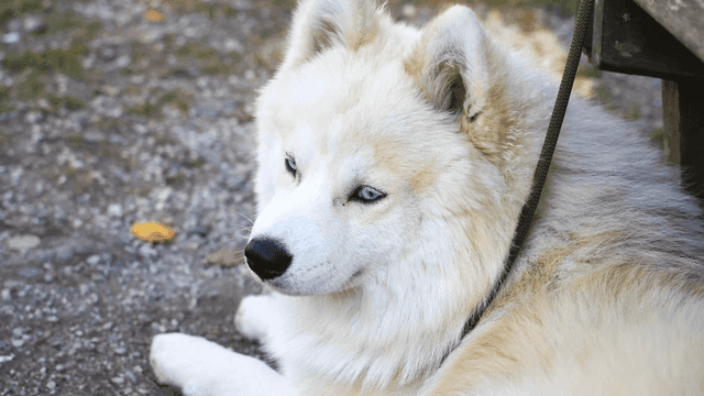 White furry husky with blue eyes