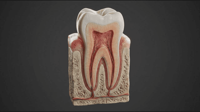 Detailed view of a tooth cross-section
