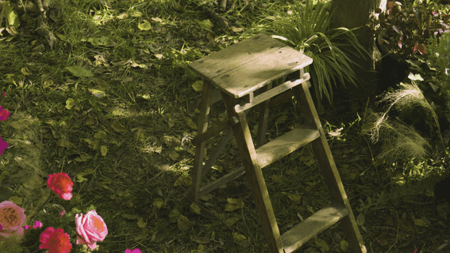 Wooden ladder in lush garden