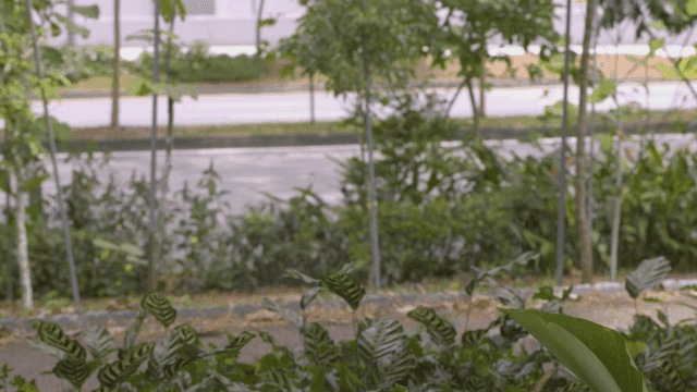Green plants by roadside where person is running