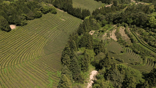 Lush green tea fields with a winding path