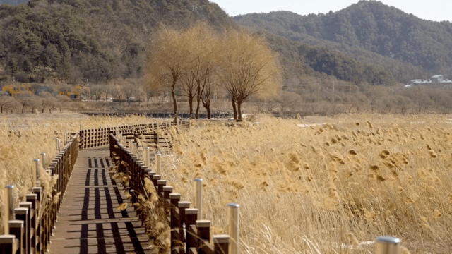 Wooden walkway through a field of reeds