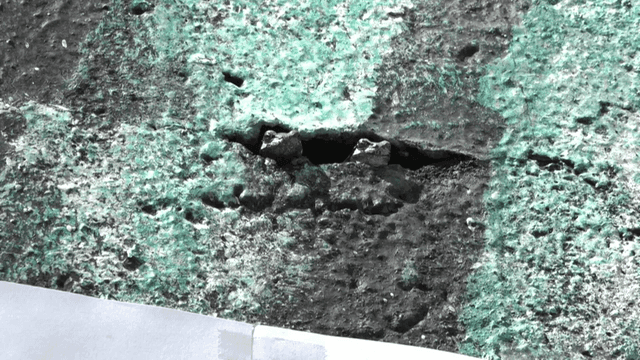 Two frogs peeking their heads out of crack in wall