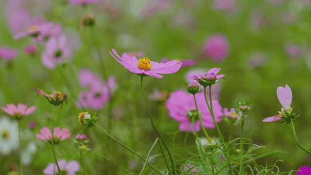녹색 들판의 분홍 코스모스 꽃