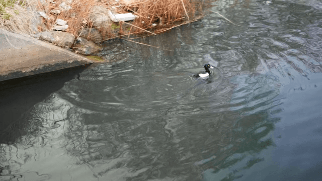 고요한 연못에서 수영하는 오리