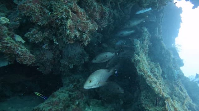 Fish hiding among coral reefs