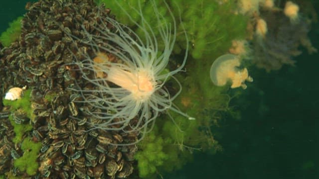 Jellyfish colliding with sea anemone in the water