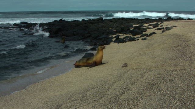 Seal resting on a beach with crashing waves