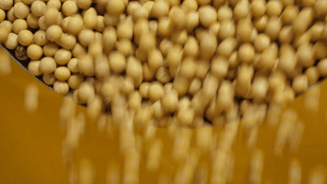 용기에 떨어지는 콩