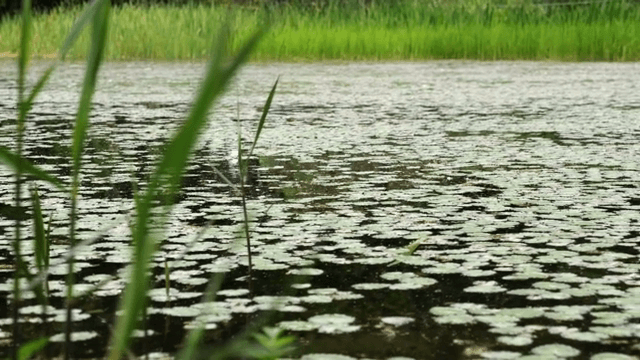 초록 갈대가 있는 고요한 호수