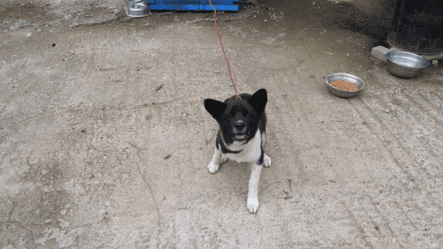 파란 개집 앞에서 노는 강아지