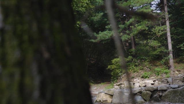 햇빛과 나무가 있는 고요한 숲길