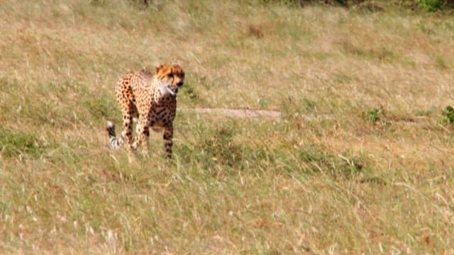 Cheetahs Roaming in the Open Savannah