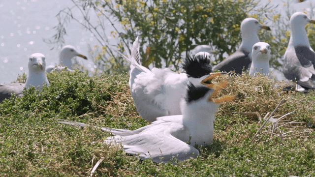 Seagulls and terns on a grassy nest