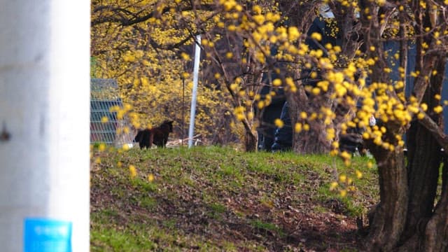 Little dog next to a cornelian cherry tree with yellow flowers