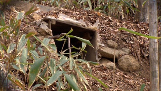 Bear Emerges From Den in Woodlands