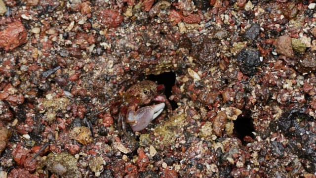 A Crab Emerging from its Rocky Hideout