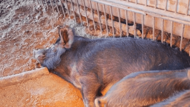 농장 헛간에서 쉬고 있는 돼지들