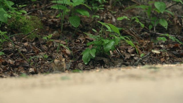 Squirrel Exploring Forest Ground