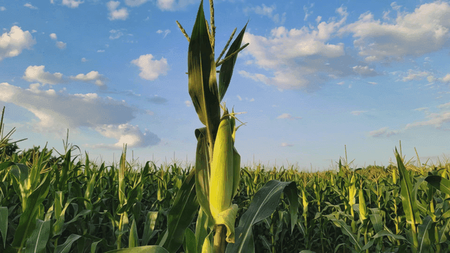 Cornfields under clear sky
