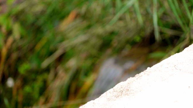 녹색 식물과 흐르는 물