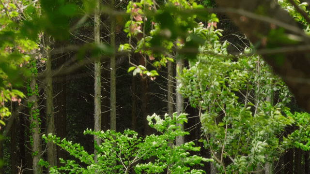 푸른 숲과 높은 나무들