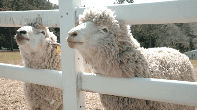 Sheep waiting for food in fenced, sunny pasture