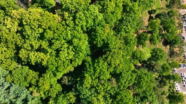 Aerial view of a lush green forest