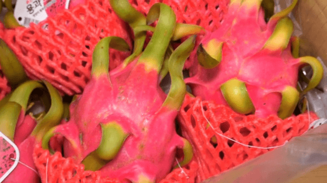 상자 속 보호망에 담긴 용과