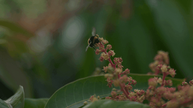 Bumblebee flying from mango tree flower