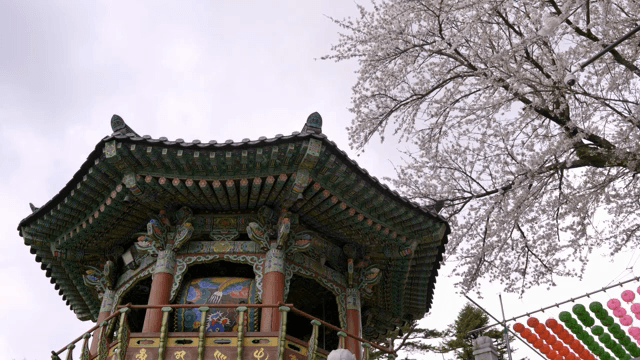 벚꽃이 핀 한국 전통 정자