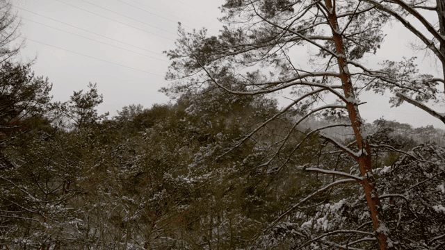 Snow-covered forest with pine trees