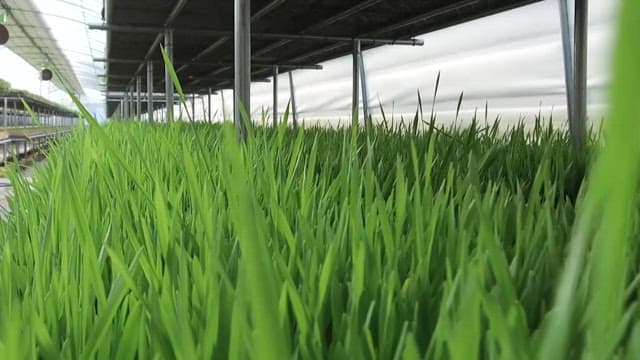 Barley sprouts growing in a greenhouse