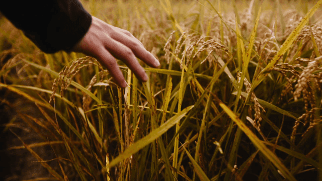 Scene where hand gently touches rice