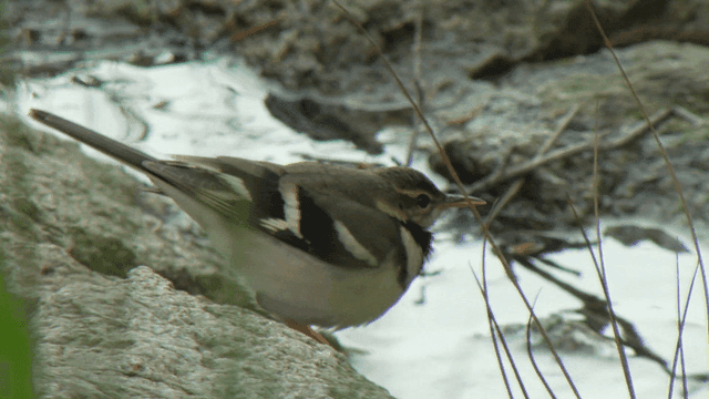 Small sparrow by the water's edge