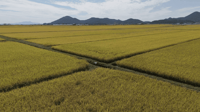 Wide rice fields with mountains visible in distance