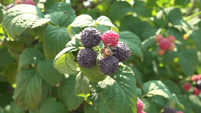 Ripe and unripe berries on a bush