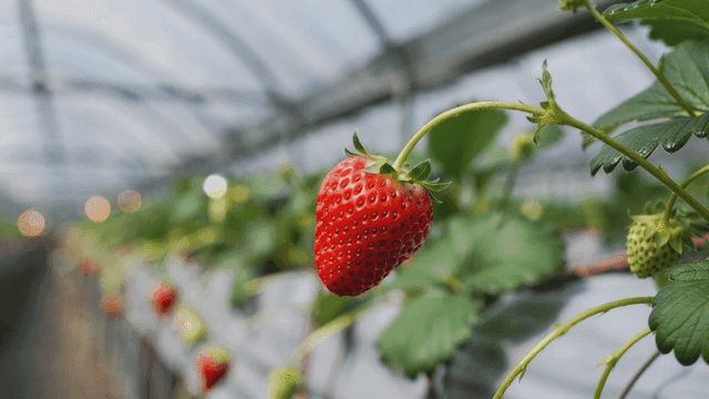 Ripe strawberries hanging in greenhouse