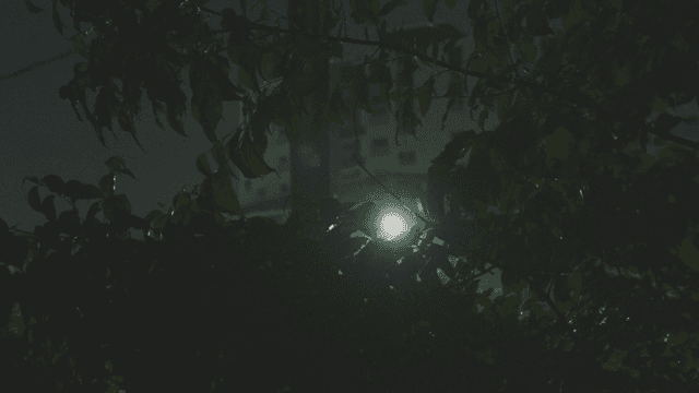 비 오는 밤 가로등 불빛과 함께한 나뭇잎의 야경