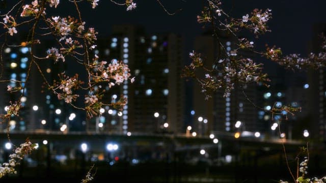 Cherry blossoms at night with city lights