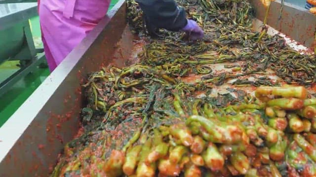 Fresh leaf mustard kimchi made in a food processing facility