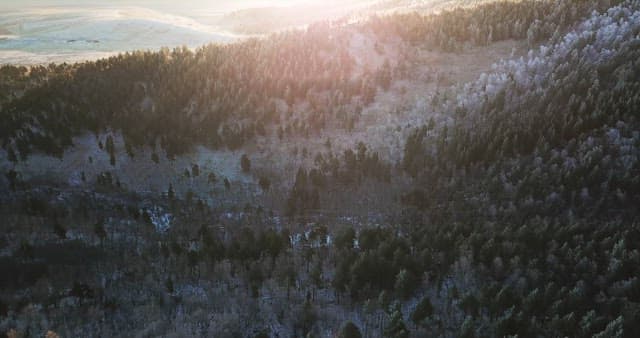 햇살이 비치는 숲 풍경
