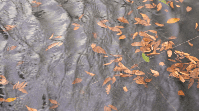 Fallen leaves floating on water