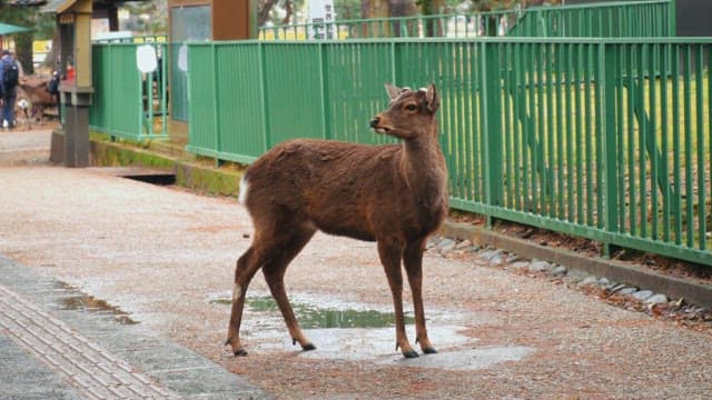 Deer standing on a park path enclosed by green fences