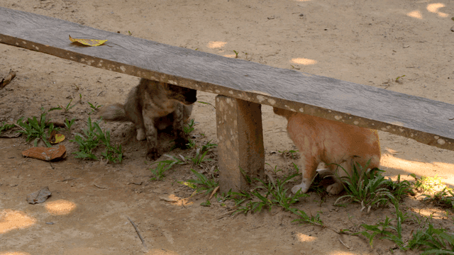 나무 벤치 아래에서 노는 두 마리 고양이