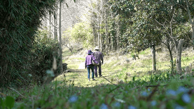 Backs of couple walking along forest path
